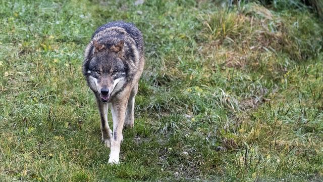 Un loup photographié dans le zoo de Goldau (SZ) (image d'illustration). [Keystone - Alexandra Wey]