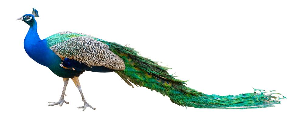 L'imposante queue du paon rend l'oiseau vulnérable. [Depositphotos - Hintau_Aliaksey]