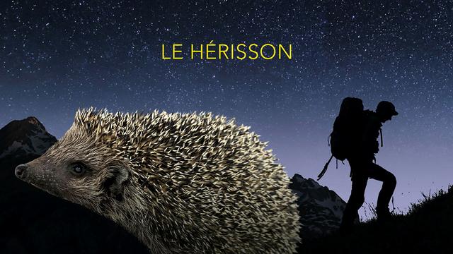 Hérisson, sur la piste verte