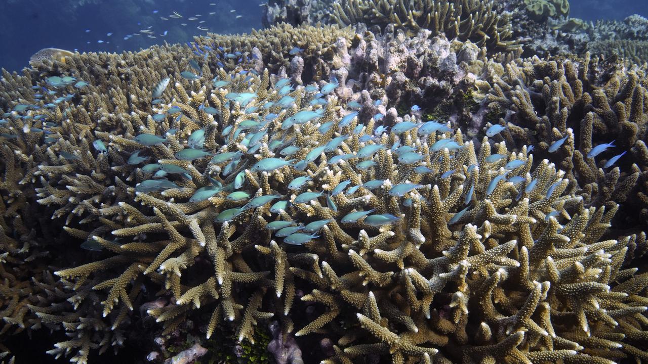 Engagement de 12 milliards de dollars pour sauver le corail. [Keystone - Sam McNeil]