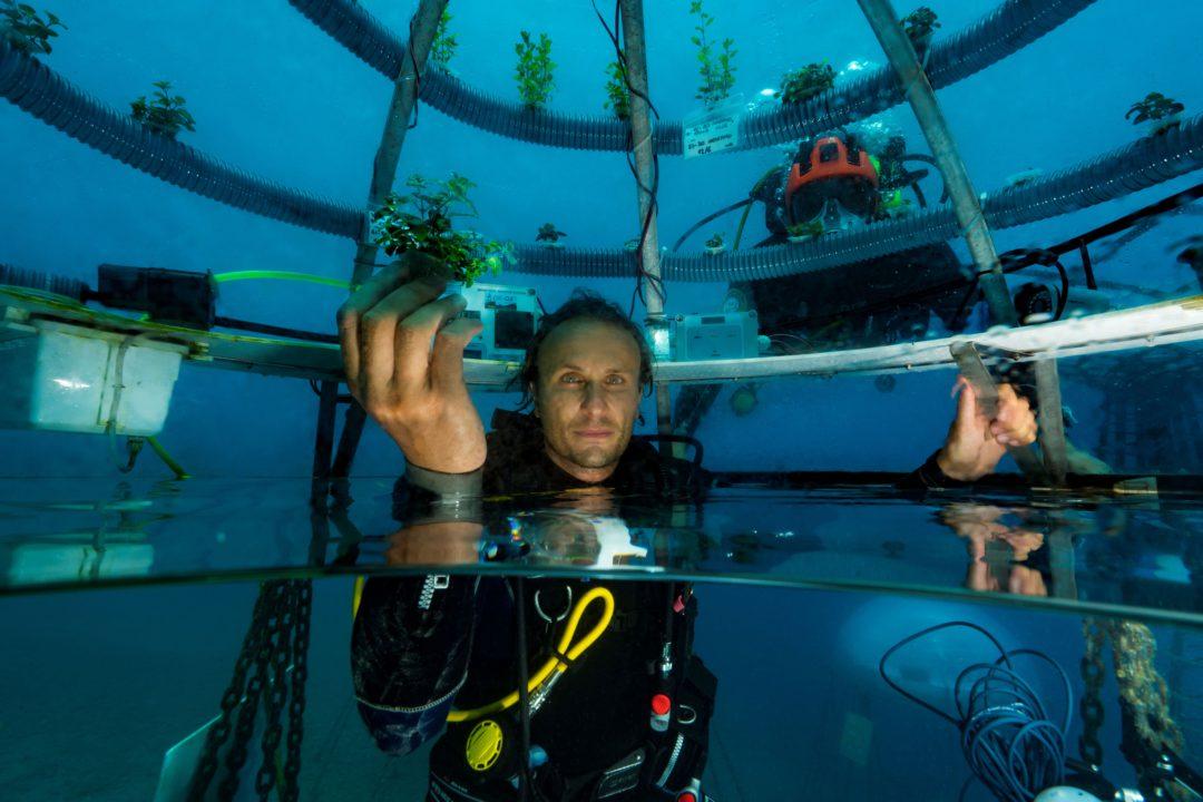 Les plantes poussent selon le principe de la culture hydroponique grâce à des serres immergées entre six et dix mètres de profondeur. [Nemo's Garden/Ocean Reef - Alexis Rosenfeld]