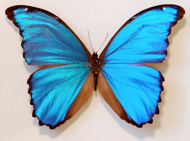 Un papillon Morpho (Morpho didius) photographié à Tingo Maria, Pérou. [Wikimedia CC2.0 - Bernard Dupont]