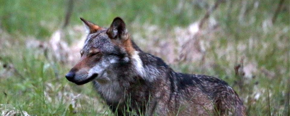 Face à l'augmentation du nombre de loups, le Conseil fédéral veut pouvoir abattre des meutes. [Keystone - Marco Schmidt]