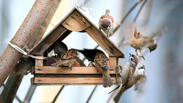 Un nichoir à oiseau rempli de moineaux. [Depositphotos - xload]