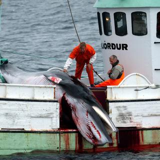 Une baleine morte est pêchée dans l'Océan Atlantique près de l'Ouest de l'Islande. [Keystone/AP Photo - Adam Butler]