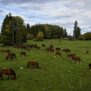 Des chevaux des Franches-Montagnes dans un champ le samedi 15 octobre 2022 au Noirmont dans le canton du Jura. [Keystone - Jean-Christophe Bott]