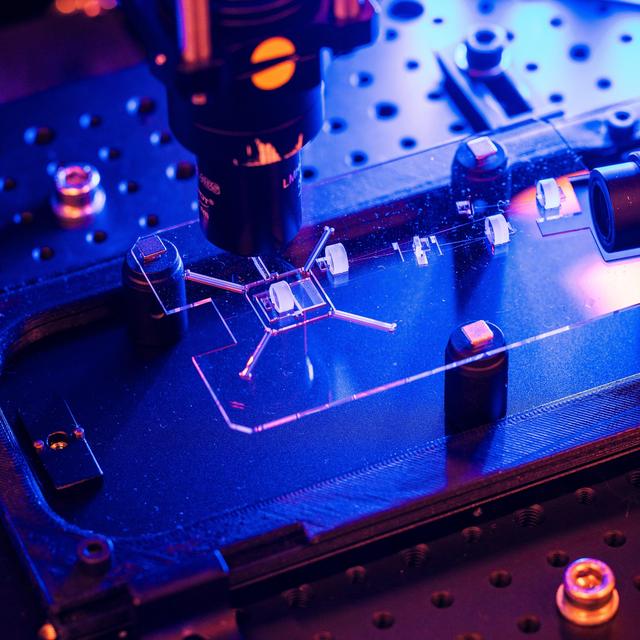 Sur un substrat de verre, des scientifiques de l’EPFL fabriquent un laser femtoseconde qui tient dans la paume de la main. [CC-BY-SA 4.0 - ©2023 EPFL/Jamani Caillet]