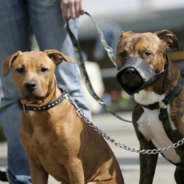 Deux chiens jugés "dangereux" tenus en laisse à Zürich: à gauche, un pit-bull croisé Rottweiler et à droite, un pit-bull bulgare muselé. [Keystone - Alessandro Della Bella]