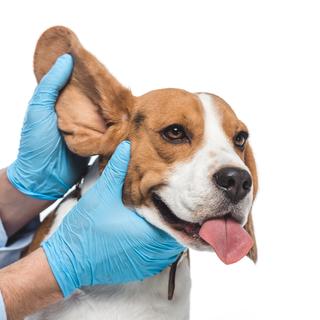 Un chien se fait examiner les oreilles. [Depositphotos - IgorVetushko]