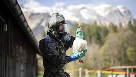 Les experts sont inquiets face à la flambée record de grippe aviaire H5N1 à travers le monde. [Keystone]