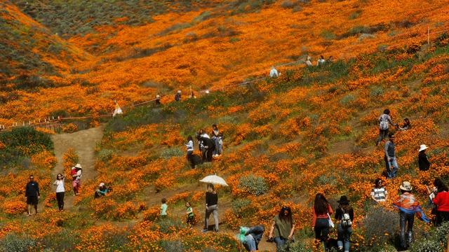 L'éclosion massive sur les collines californiennes est toujours une attraction, comme ici en mars 2019 à Lake Elsinore. [AFP - MARIO TAMA / GETTY IMAGES NORTH AMERICA]