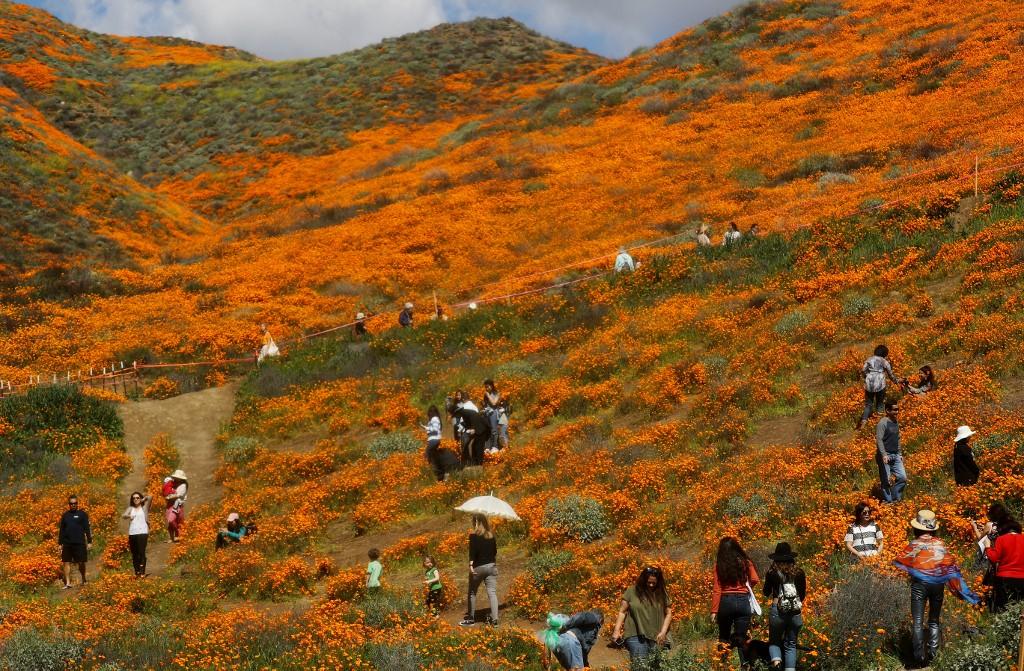 L'éclosion massive sur les collines californiennes est toujours une attraction, comme ici en mars 2019 à Lake Elsinore. [AFP - MARIO TAMA / GETTY IMAGES NORTH AMERICA]