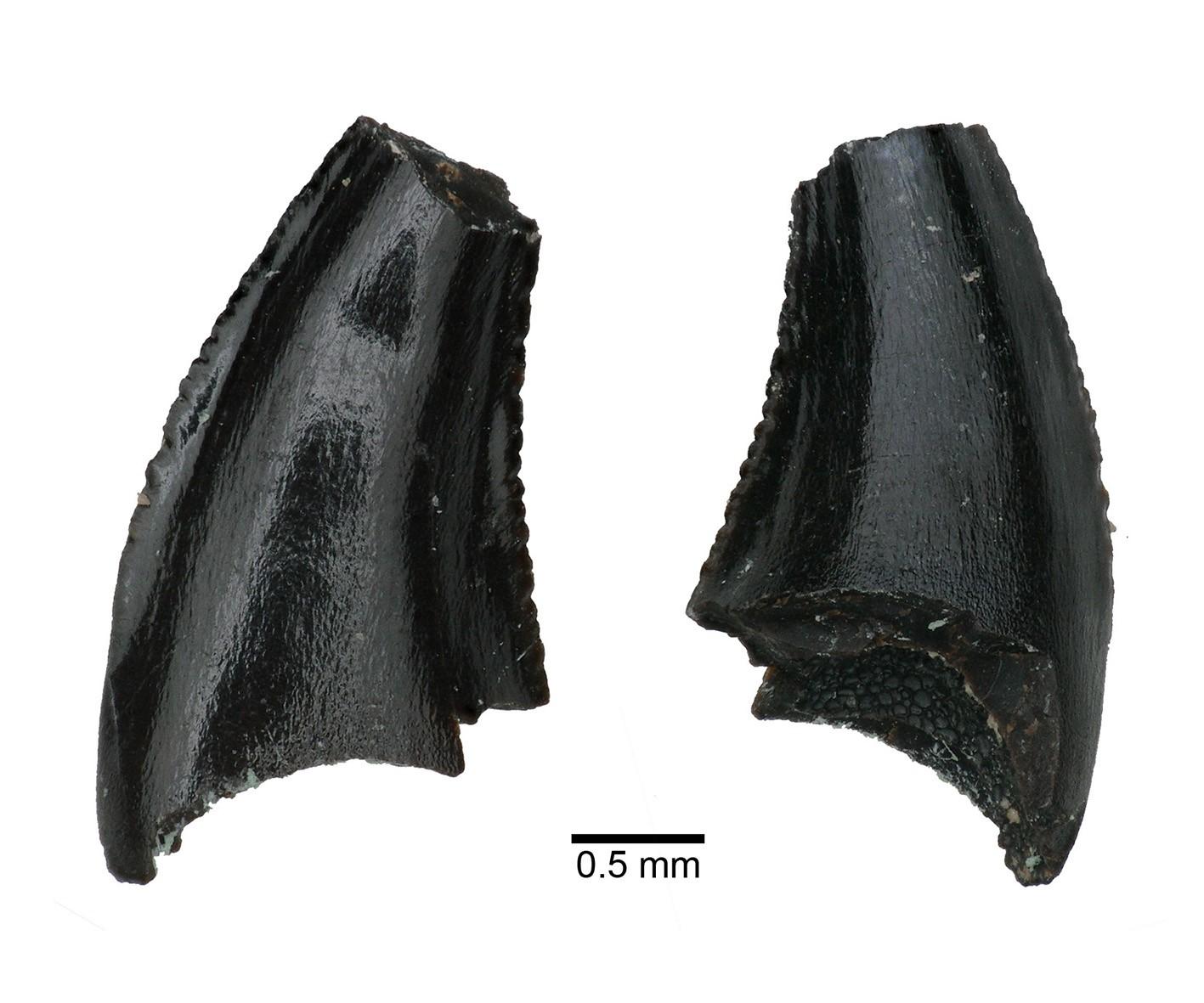 Le paléontologue Bastien Mennecar a trouvé les dents fossilisées d'un varan près de Langnau (BE). [Musée d'histoire naturelle de Bâle - Bastien Mennercart]