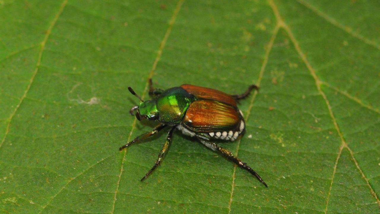 Le scarabée japonais a été identifié pour la première fois en Suisse en juin 2017. [Agroscope]