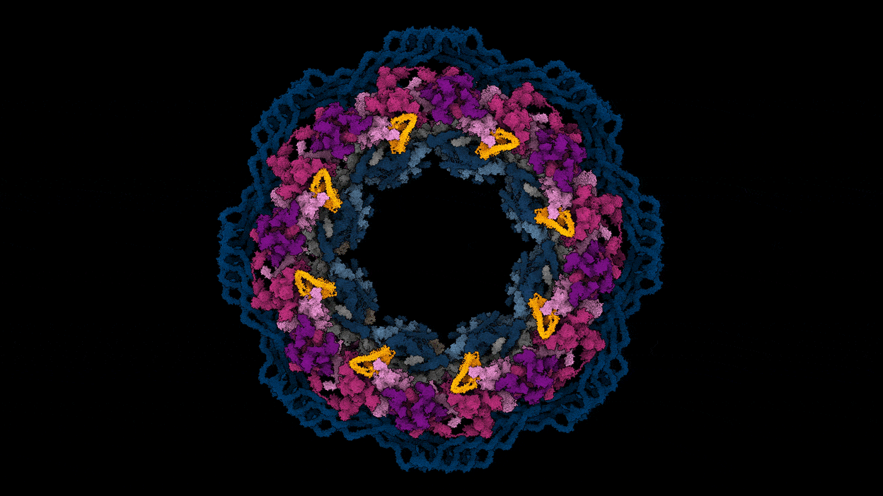 Modèle détaillé du complexe des pores nucléaires humains, la plus grande machine moléculaire des cellules humaines, vu depuis le dessus. Avril 2022. [Nature - Agnieszka Obarska-Kosinska]