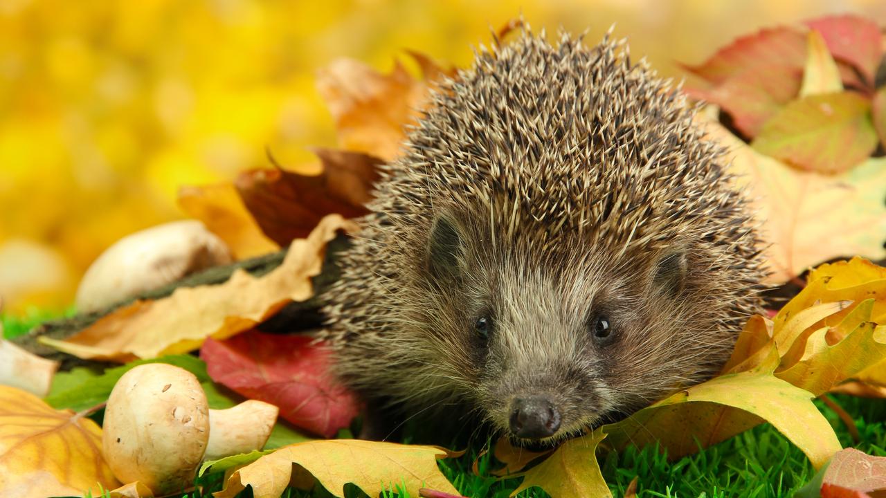 Hérisson sur les feuilles d'automne dans la forêt. [Depositphotos - ©Belchonock]