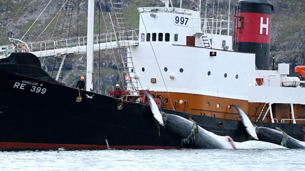 Un bateau de de la société de chasse de baleines Hvalur. [AFP - Sergei Gapon / Anadolu Agency]