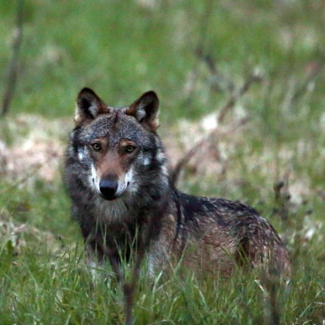 Un loup dans l'herbe. [Keystone - Marco Schmidt]