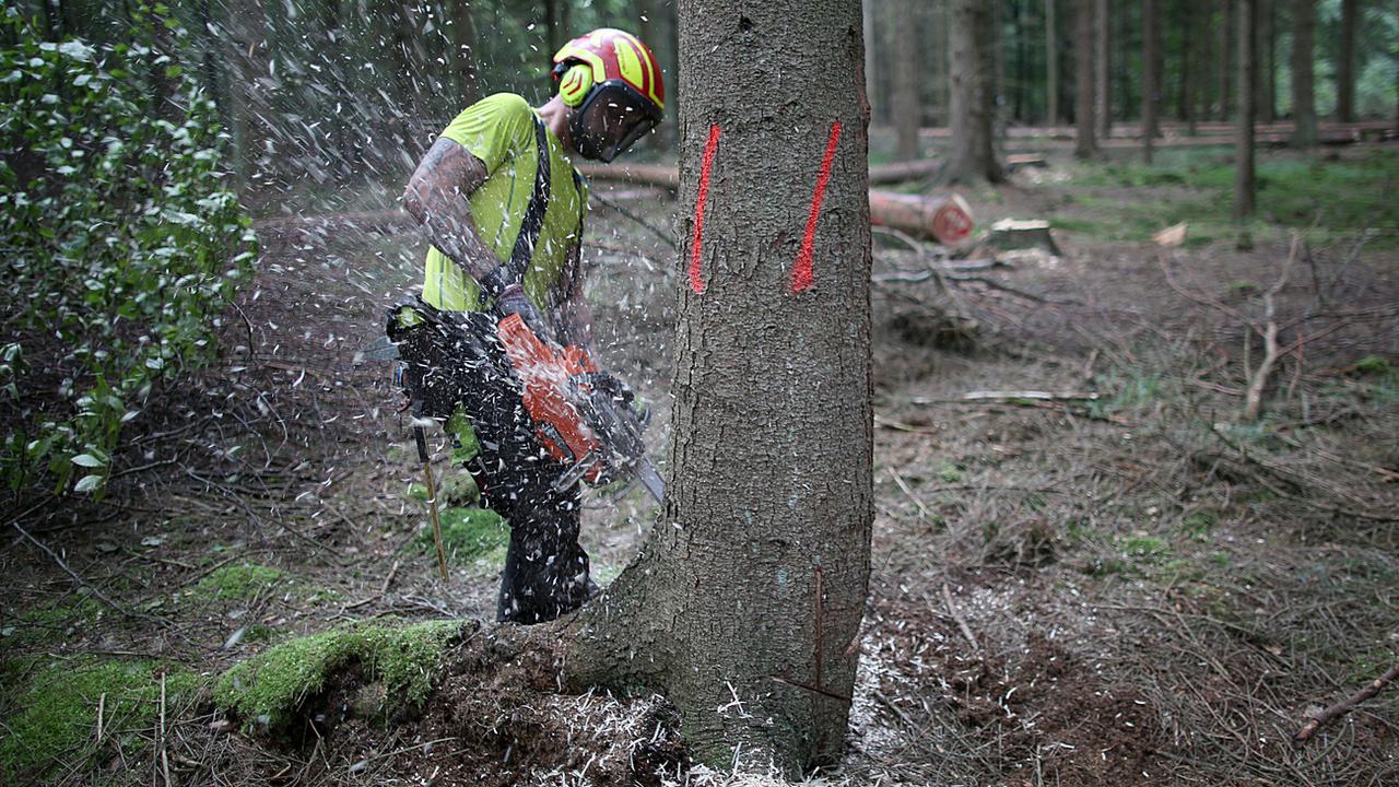 Un forestier abat un arbre à la tronçonneuse en 2017 en Allemagne. [Keystone/DPA - Oliver Berg]