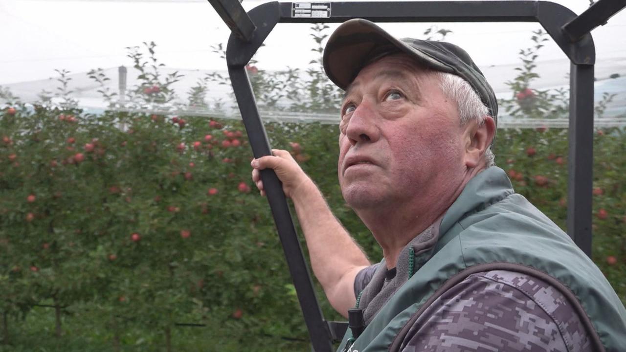 L'agriculteur Ruggero Pinter sait en un coup d'oeil quelle pomme peut être cueillie. [RTS]