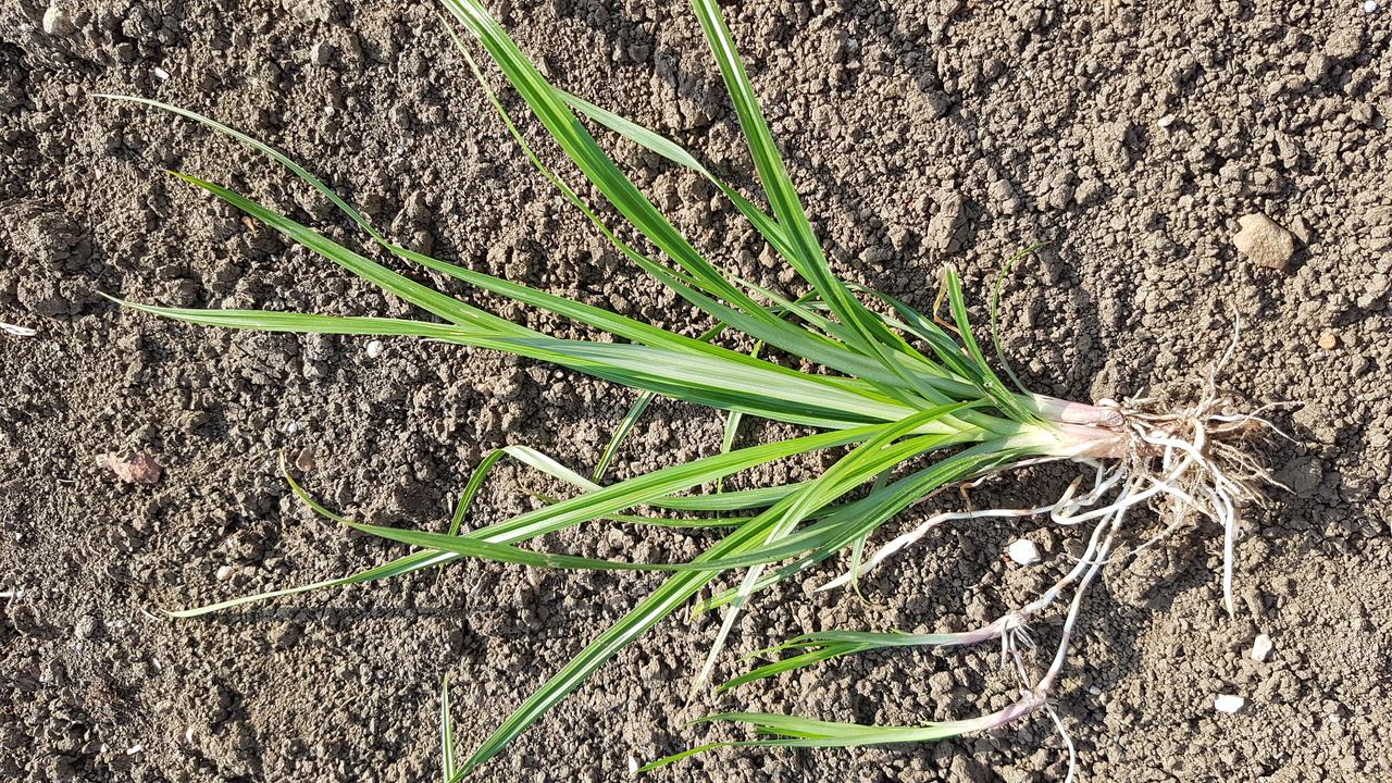 Le souchet comestible est une plante nuisible difficile à éradiquer. [Station phytosanitaire du canton du Jura - RTS]