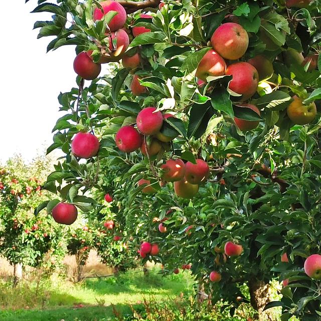 Pommiers dans un verger, pommes rouges prêtes pour la récolte. [Depositphotos - ©Nehruresen]