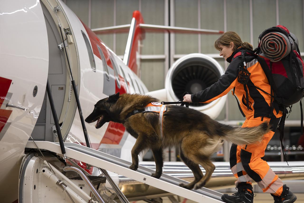 Un chien de REDOG au moment d'embarquer pour la Turquie. [Keystone - Michael Buholzer]