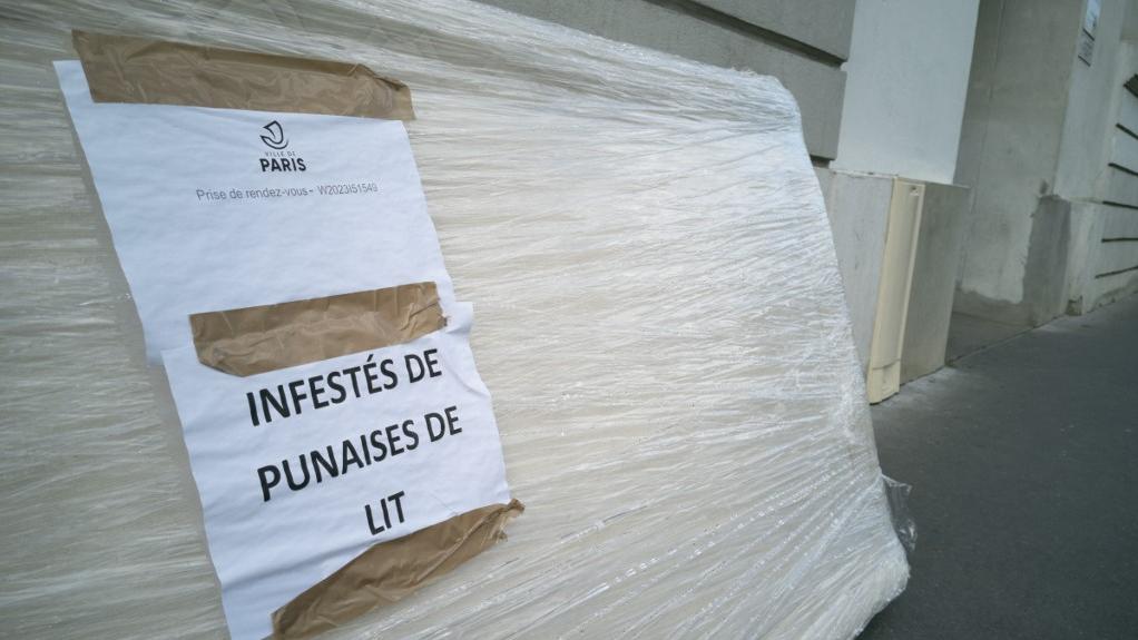 Il n'y a "pas de recrudescence" de punaises de lit dans les transports français. [HANS LUCAS VIA AFP - JOAO LUIZ BULCAO]