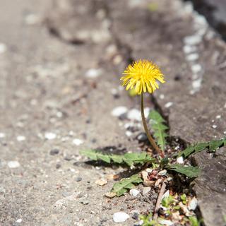 Une fleur de dent-de-lion dans un trottoir. [Depositphotos - gansstock]