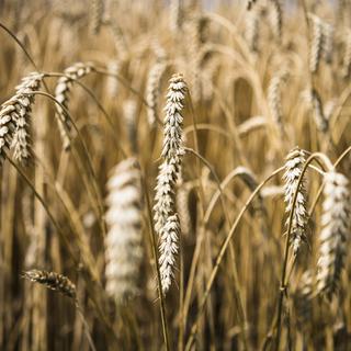 Les cours du blé ont fortement chuté après une année record, en raison d'excellentes récoltes. [Keystone - Jean-Christophe Bott]