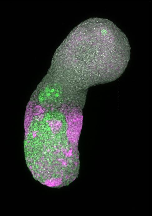 Les embryoïdes sont des structures cellulaires cultivées à partir de cellules souches, présentant des caractéristiques similaires à celles d'un embryon. [EPFL - Alexandre Meyran]