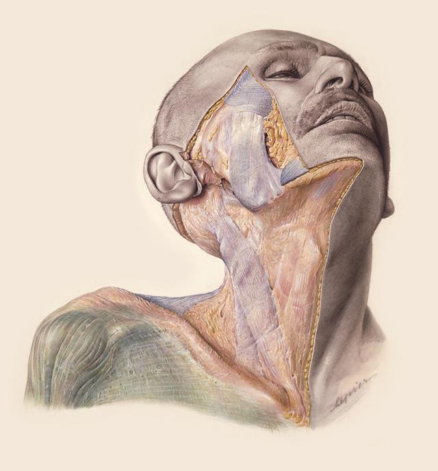 Une illustration de "Topographische Anatomie des Menschen", l'atlas anatomique d'Eduard Pernkopf. Le premier volume a été publié en 1937. [MUV-Josephinum - Aquarelle: Erich Lepier (1898-1974)]