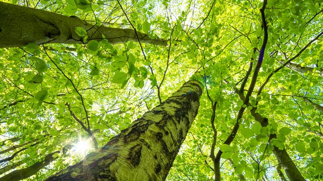 La biodiversité pour résoudre la crise climatique. [Depositphotos - ohenze]