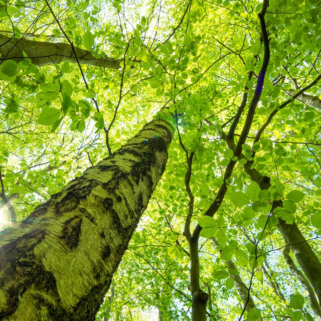 La biodiversité pour résoudre la crise climatique. [Depositphotos - ohenze]