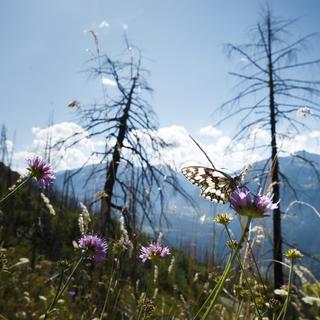 Un papillon se pose sur une prairie née de l'incendie de la forêt de Loèche, 13 août 2023. [keystone - Valentin Flauraud]