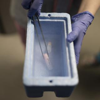 Un échantillon de sperme dans un tube stocké dans de l'azote liquide à la clinique de fertilité IVMED à Kiev, en Ukraine. [Keystone/ AP Photo - Roman Hrytsyna]