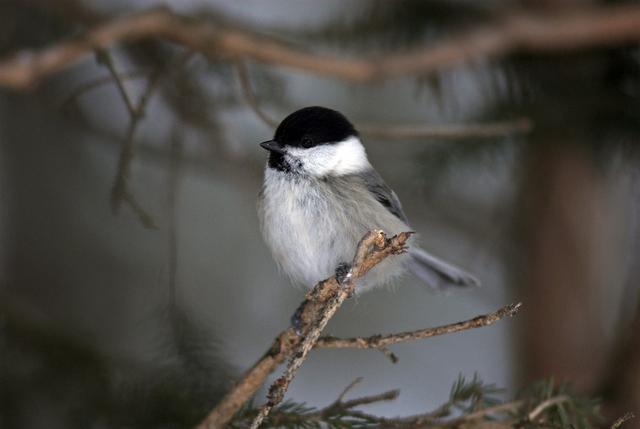 La mésange boréale durement touchée par le changement climatique. [AFP - Leemage via AFP]