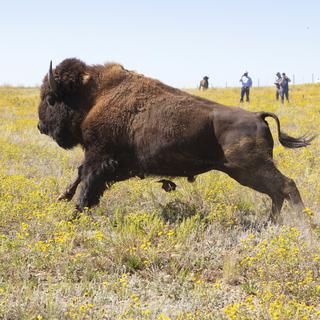 Le bison est un des grands mammifères à réintroduire pour lutter contre le réchauffement climatique, grâce à sa participation au cycle naturel de la biodiversité (image d'illustration). [Keystone/National Park Service via AP - Jacob W. Frank]