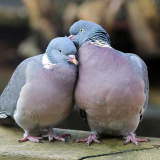 À quoi ressemble la séduction chez les animaux? [Depositphoto - EBFoto]