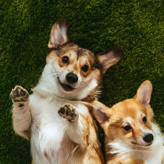 Gros plan sur deux chiens sur un fond vert. [Depositphotos - AllaSerebrina]