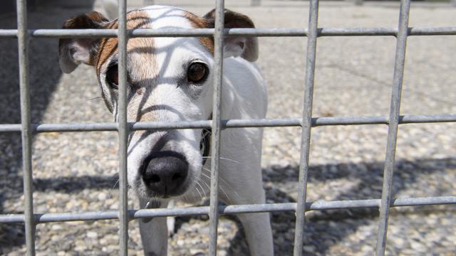 Les dons à la Protection suisse des animaux (PSA) sont déconseillés par la Zewo. [Keystone - Laurent Gillieron]