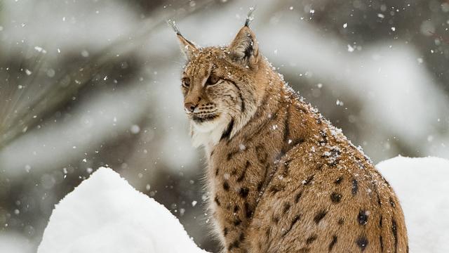 Un lynx boréal dans la neige du Parc national de la Forêt bavaroise en Allemagne. [AFP - Guy Van Langenhove / Biosphoto]