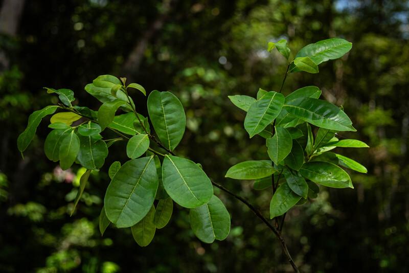 Un des quatre Ilex de Pernambouc (Ilex sapiiformis) redécouverts après 186 ans au Brésil. [rewild.org - Fred Jordão]