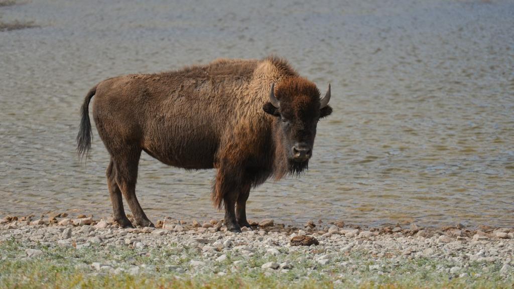 Le bison pourrait jouer un rôle-clé pour rester sous l'objectif de 1,5 degré de réchauffement [NurPhoto via AFP - Artur Widak]