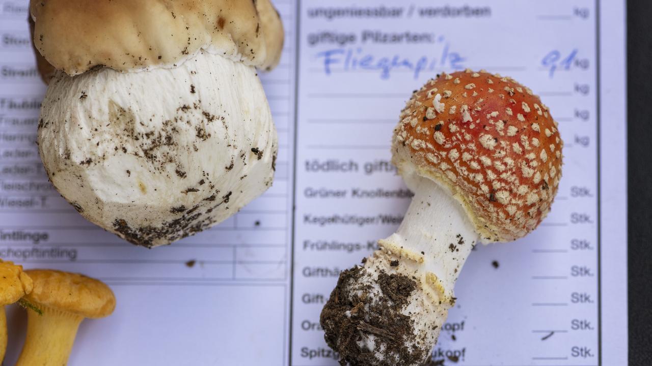 Environ 10% des espèces de grands champignons que l'on trouve en Suisse sont toxiques, voire mortelles. A droite, la fameuse amanite tue-mouches. [Keystone - Christian Beutler]