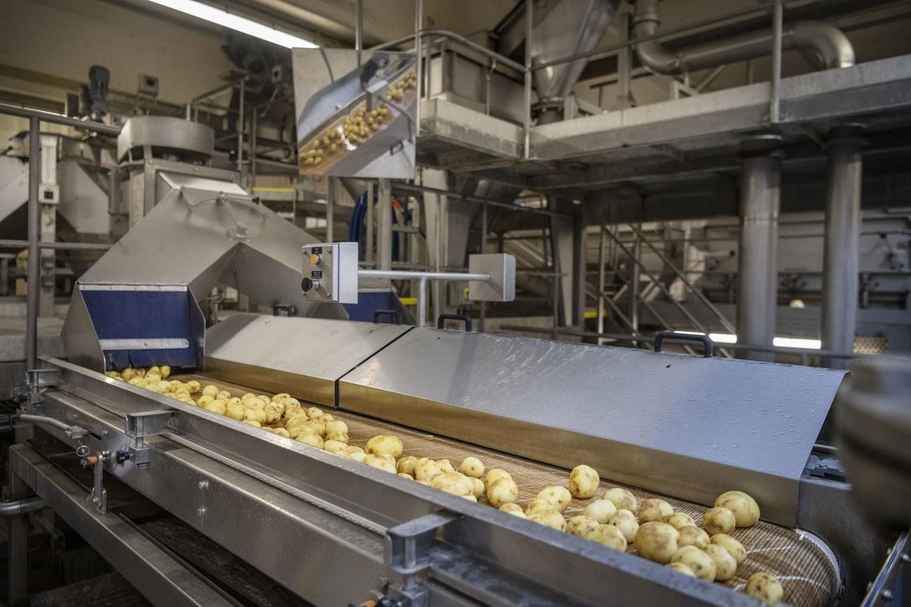Des patates sur la voie de devenir des chips, dans l'usine Zweifel de Spreitenbach (AG). [Keystone - Christian Beutler]
