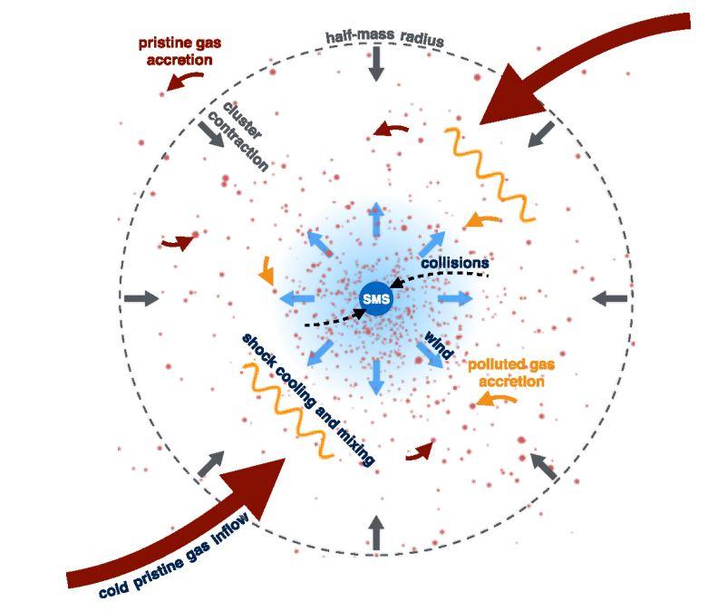 Le gaz froid (flèches rouges) pré-enrichi par les étoiles de la galaxie s'accrète sur les proto-étoiles de l'amas, ce qui provoque sa contraction (flèches grises). La densité stellaire augmentant fortement entraîne un emballement des collisions stellaires (flèches en traitillé), formant une étoile supermassive (SMS, SuperMassive Star, le rond bleu) au centre de l'amas. L'étoile supermassive souffle un vent enrichi en produits d'hydrogène chaud (flèches bleues) – de l'azote, du carbone, de l'aluminium – qui interagit et se mélange au gaz entrant (vague jaune). Les petites étoiles encore en formation (points rosés) accrètent ce mélange (flèches jaunes), s'enrichissant ainsi des éjecta de l'étoile supermassive. Elles conservent ces particularités chimiques tout au long de leur vie, comme en témoignent les observations dans les vieux amas globulaires comme ceux de notre galaxie, la Voie lactée. [MNRAS (2018) - M. Gieles, C. Charbonnel & al.]