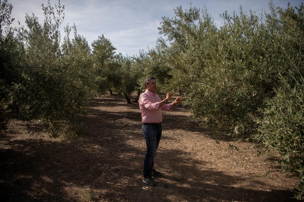 A Alcalá la Real, l'agriculteur Cristobal Cano craint une catastrophe en raison des conditions météorologiques. [AFP - Jorge Guerrero]