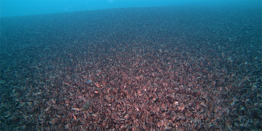 Des moules quagga dans le Lac Léman à une profondeur de douze mètres, le 22 juin 2022. [EAWAG - Silvan Rossbacher]