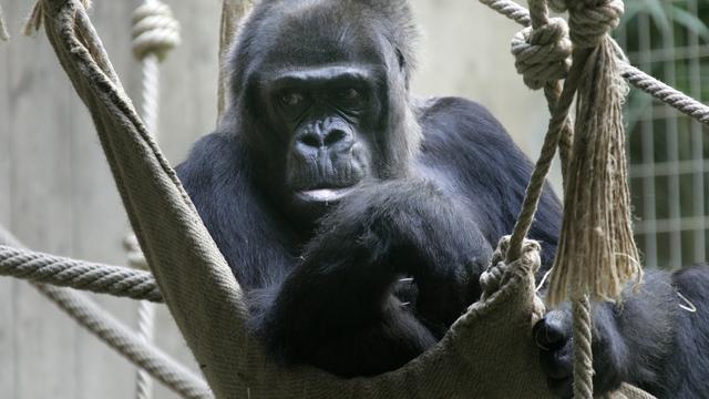 Gorille au zoo de Bâle [Keystone - Georgios Kefalas]